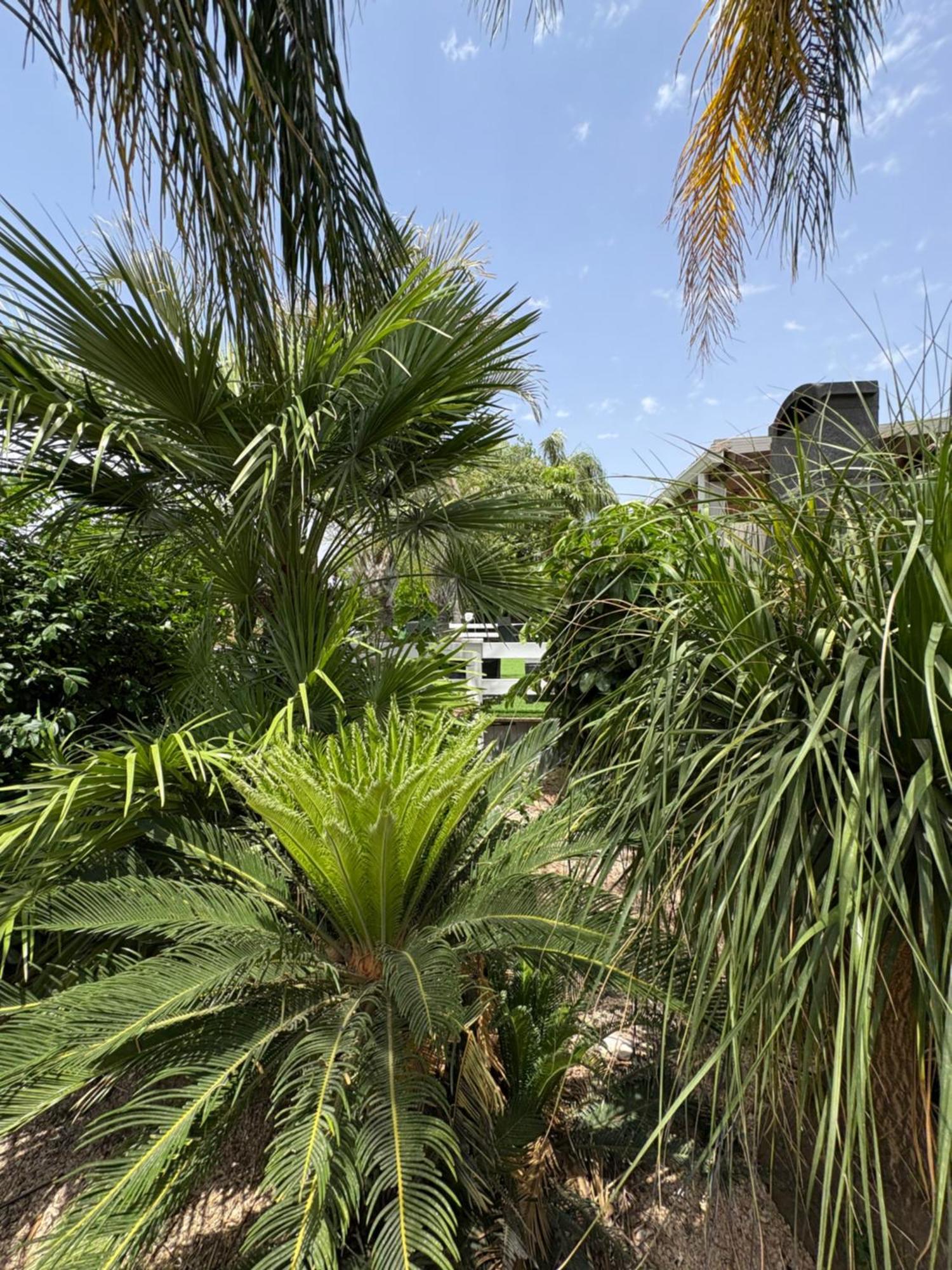 הוילה חד נס קסם בגולן מראה חיצוני תמונה