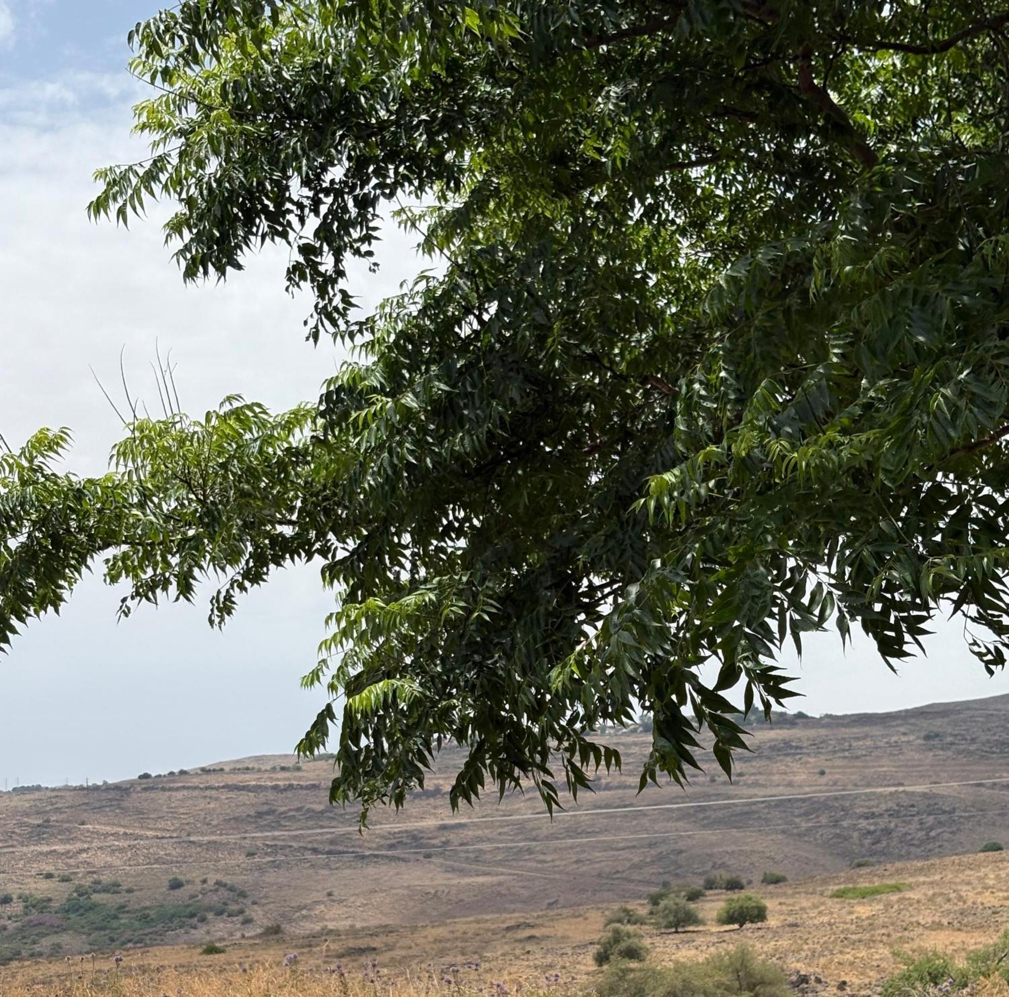 הוילה חד נס קסם בגולן מראה חיצוני תמונה