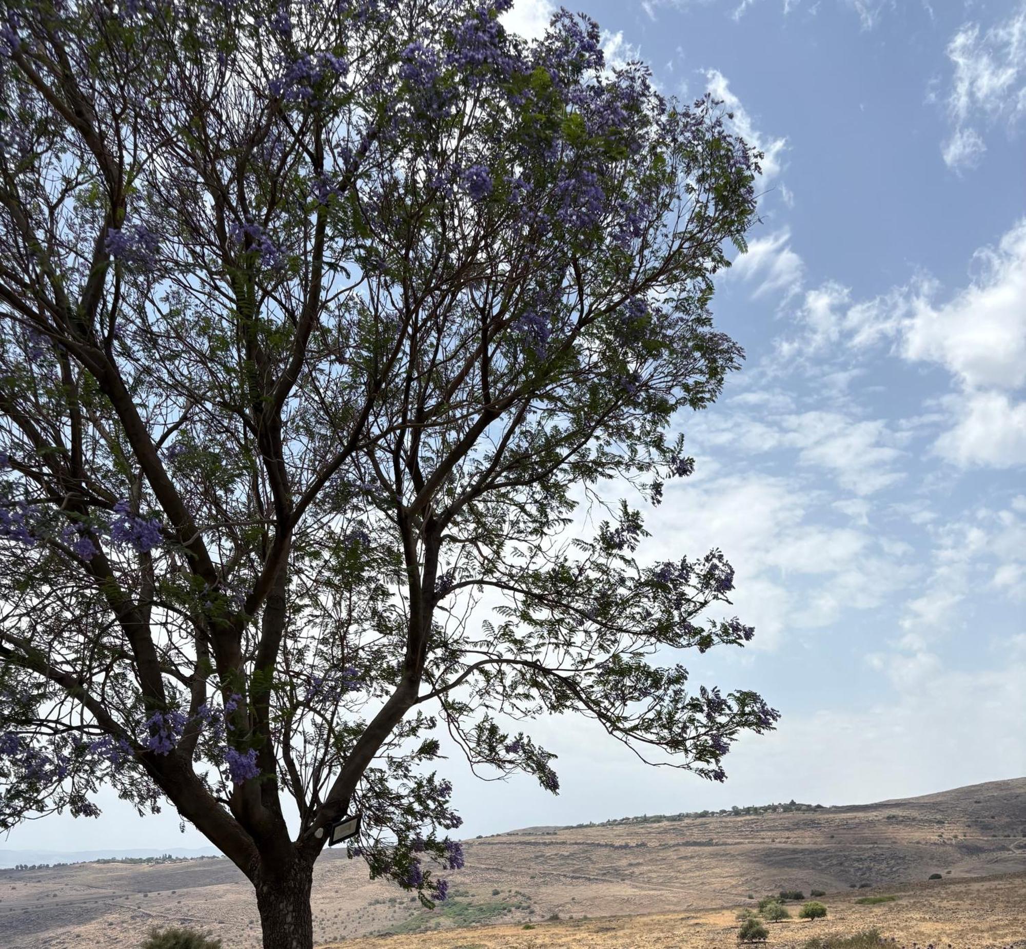 הוילה חד נס קסם בגולן מראה חיצוני תמונה